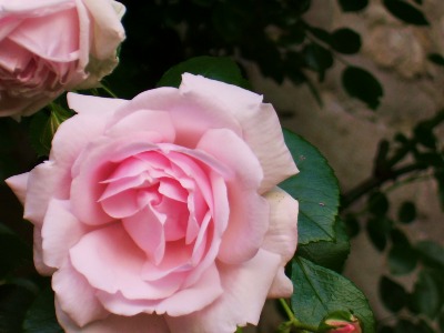 Blütenzauber im Garten